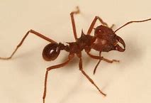 Image result for Atta Ant