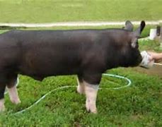 Image result for Large White Swine