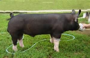 Image result for Swine Sow Giant