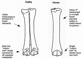 Image result for Animal Leg Bone Identification