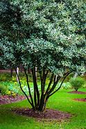 Image result for Fragrant Tea Olive Tree