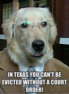 Image result for Trial Dog Meme