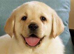 Image result for Smile Dog Cute