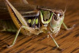 Image result for Arthropoda Insecta