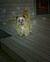 Image result for Fairy Tale Dog