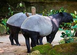 Image result for Wild Tapir