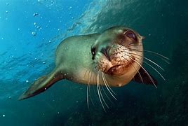 Image result for Sea Lion PFP