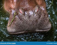 Image result for Hippo Skin Print