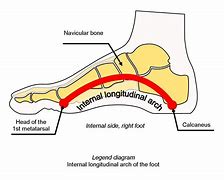 Image result for Foot Arch Images