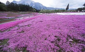 Image result for Evergreen Groundcovers Perennials