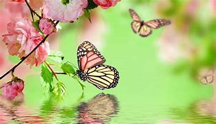 Image result for Water Butterfly Wallpaper