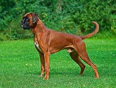 Image result for Boxer Dog Boxing