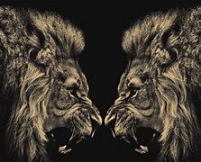 Image result for Black Mane Lion Wallpaper HD