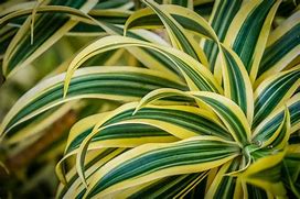 Image result for Dracaena Marginata Variegated