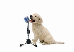 Image result for Funny Dog Singage