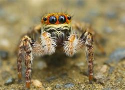 Image result for Spiders That Camouflage