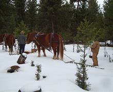 Image result for Draft Horse Logging