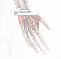 Image result for Flexor Retinaculum of the Hand Function