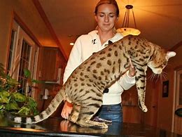 Image result for Serval Cat Full-Grown