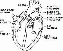 Image result for Heart Sketch PNG