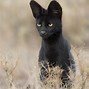 Image result for Melanistic Serval Cat