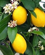 Image result for Hybrid Citrus with Red Stripes