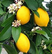 Image result for Hybrid Citrus with Red Stripes