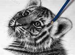 Image result for Baby Tiger Drawing