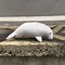 Image result for Dugong Plushie