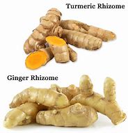 Image result for Turmeric Ginger Plant