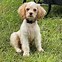 Image result for Small Cocker Spaniel Breeds