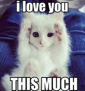 Image result for I Love My Kitty Cat