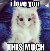 Image result for Cute Love Funny Cat Meme