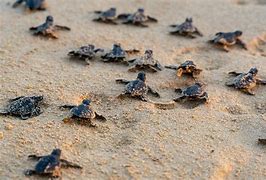 Image result for Sea Turtle Babies