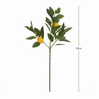 Image result for Lemon Tree Stem