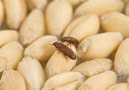 Image result for Rice Insects