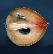 Image result for Sapodilla