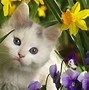 Image result for Spring Cat Screensavers