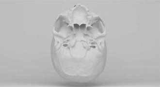 Image result for Real Human Skull 3D Scan