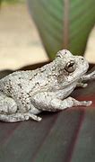 Image result for White Flower Frog