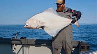 Image result for Biggest Halibut Fish