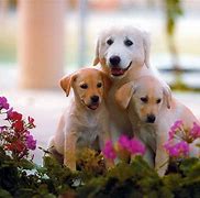 Image result for Dog Family Images