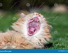 Image result for Cat Opening Mouth