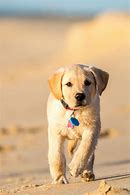 Image result for Smart Dog Breeds