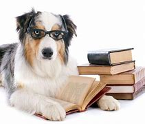 Image result for Animal Studying