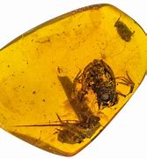 Image result for Fossils in Amber