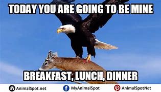 Image result for Eagle Eye Funny Meme