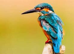 Image result for Birds That Start with K