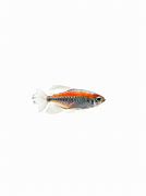 Image result for Congo Tetra