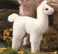 Image result for Pictures of a Baby Fluffy Cute Llama